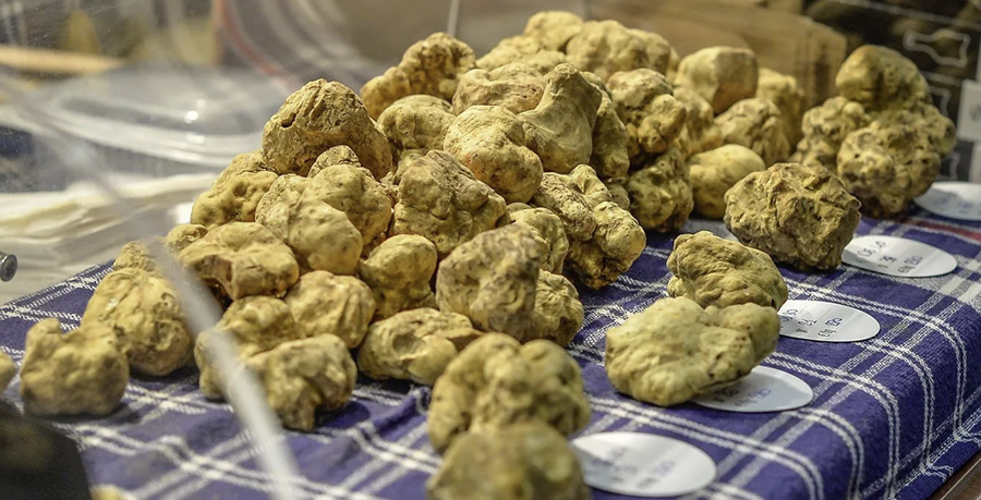 fiera del tartufo ad alba 2022